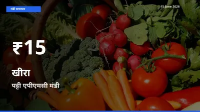 बाज़ार संकेत: खीरा के भाव पट्टी एपीएमसी में 30 दिन के निचले स्तर पर