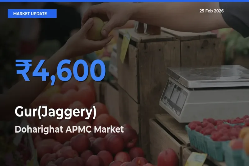 Doharighat APMC Tops Gur(Jaggery) Mandi Rates Today