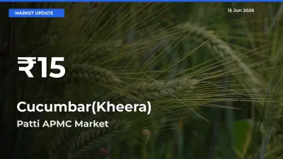 Farmers Concerned as Cucumbar(Kheera) Hits 30-Day Low in Patti APMC