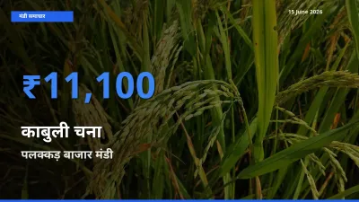 बाज़ार संकेत: पलक्कड़ बाजार बना काबुली चना के लिए आज की टॉप मंडी