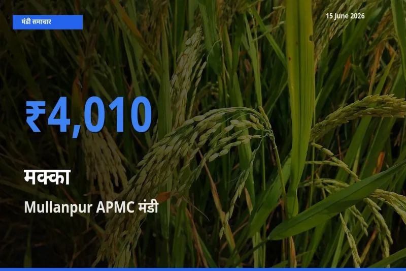 बाज़ार संकेत: Mullanpur APMC बना मक्का के लिए आज की टॉप मंडी