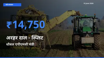 आज अरहर दाल - स्प्लिट के सबसे ऊँचे दाम ₹14,750 थौबल एपीएमसी मंडी में