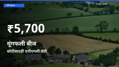 छोटीसादड़ी एपीएमसी में मूंगफली बीज के दाम 30 दिन के न्यूनतम स्तर पर, आज का मंडी भाव देखें