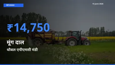 थौबल एपीएमसी मंडी में आज मूंग दाल के सबसे ऊँचे दाम दर्ज