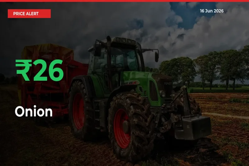Sudden 25.79% Rally in Onion Prices Across Mandis