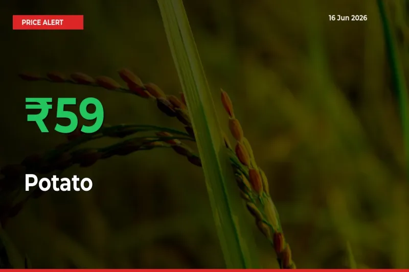 Potato Rises 58.64% at Mandis
