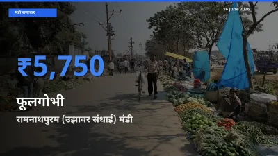 किसानों की पसंद बना रामनाथपुरम (उझावर संधाई), फूलगोभी के सबसे अच्छे दाम