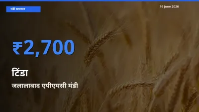 जलालाबाद एपीएमसी मंडी में आज टिंडा के सबसे ऊँचे दाम दर्ज