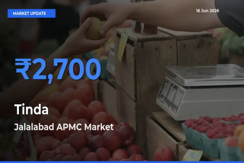 Jalalabad APMC Tops Tinda Mandi Rates Today