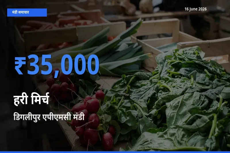 किसानों की पसंद बना डिगलीपुर एपीएमसी, हरी मिर्च के सबसे अच्छे दाम