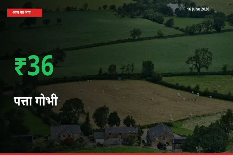 स्थानीय मंडी में पत्ता गोभी के दाम अचानक 35.7% उछले, किसान सतर्क