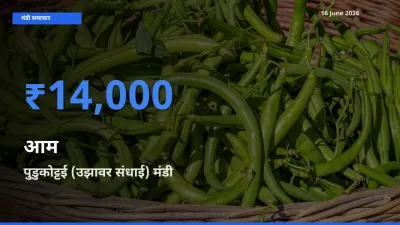 टॉप मंडी बना पुडुकोट्टई (उझावर संधाई)! आम के सबसे ऊँचे दाम यहीं दर्ज