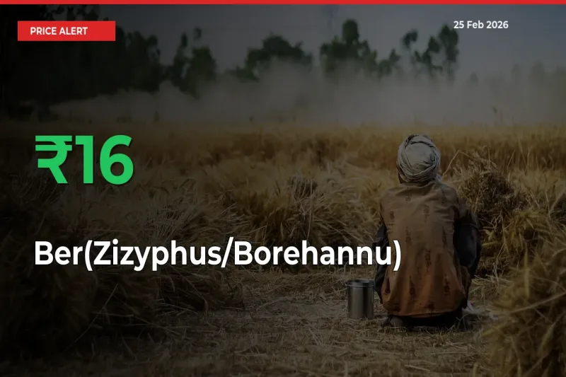This Mandi Records 16.24% Jump in Ber(Zizyphus/Borehannu) Prices