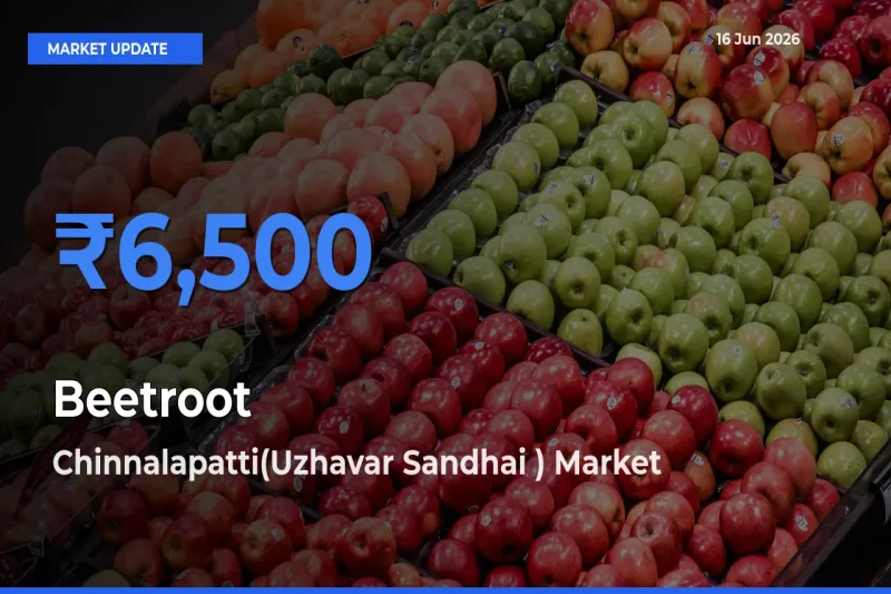 Chinnalapatti(Uzhavar Sandhai ) Leads as Top Mandi for Beetroot Prices