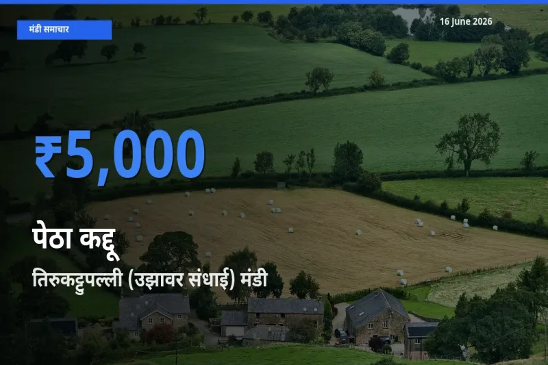आज पेठा कद्दू के सबसे ज़्यादा दाम तिरुकट्टुपल्ली (उझावर संधाई) मंडी में दर्ज