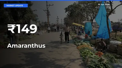 Multi-Mandi Trend Emerges as Amaranthus Prices Shift Across Key Markets