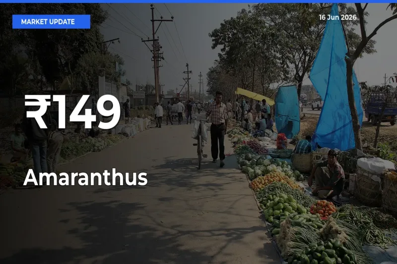 Multi-Mandi Trend Emerges as Amaranthus Prices Shift Across Key Markets