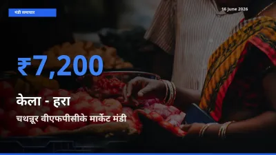 आज केला - हरा के सबसे ज़्यादा दाम चथन्नूर वीएफपीसीके मार्केट मंडी में दर्ज
