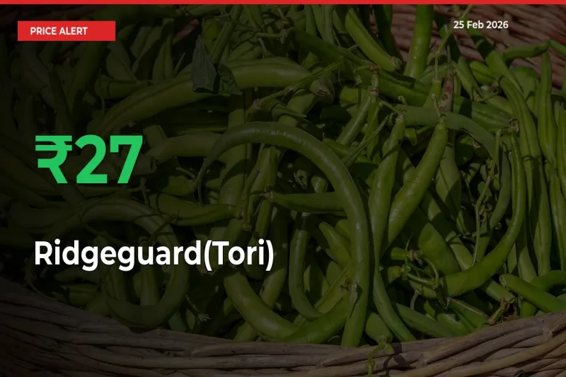 Big Rally! Ridgeguard(Tori) Climbs 26.98% in 24 Hours at Top Mandis