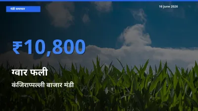 16 June अपडेट: ग्वार फली के सबसे ऊँचे दाम कंजिराप्पल्ली बाजार मंडी में