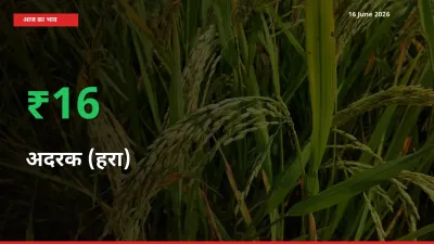 तेज़ तेजी! मंडी में अदरक (हरा) के दाम 15.59% चढ़े
