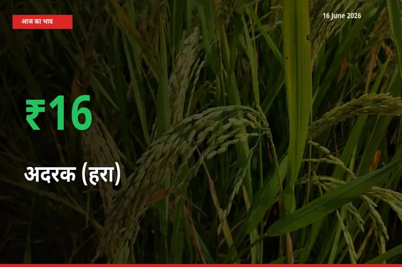 तेज़ तेजी! मंडी में अदरक (हरा) के दाम 15.59% चढ़े