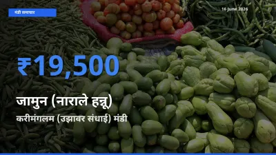 बाज़ार संकेत: करीमंगलम (उझावर संधाई) बना जामुन (नाराले हन्नू) के लिए आज की टॉप मंडी