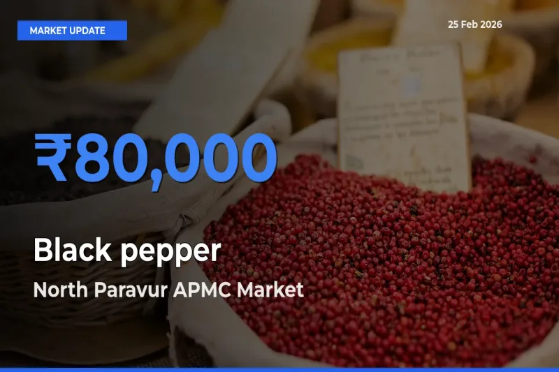 North Paravur APMC Offers ₹80,000 – Highest Black pepper Rate Today