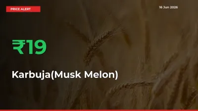 19.49% Spike in Karbuja(Musk Melon) Prices – Mandi Sees Sudden Rally