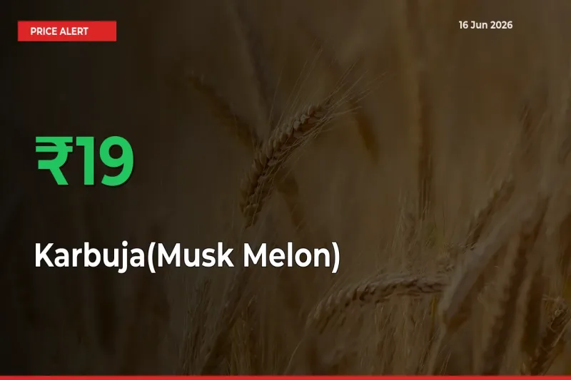 19.49% Spike in Karbuja(Musk Melon) Prices – Mandi Sees Sudden Rally