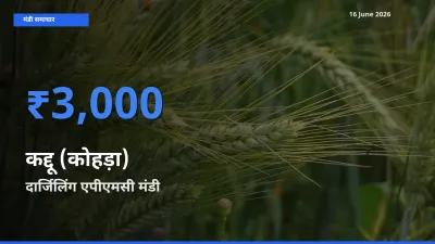 दार्जिलिंग एपीएमसी मंडी में कद्दू (कोहड़ा) ₹3,000 पर पहुँचा – आज का सर्वोच्च भाव