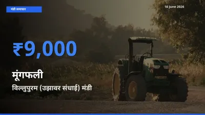 विल्लुपुरम (उझावर संधाई) मंडी में आज मूंगफली के सबसे ऊँचे दाम दर्ज