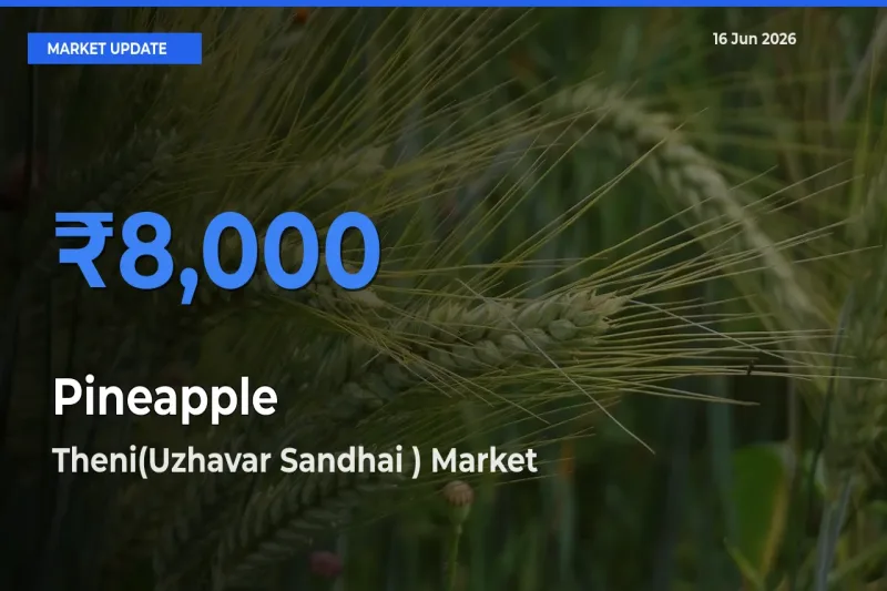 Theni(Uzhavar Sandhai ) Leads as Top Mandi for Pineapple Prices