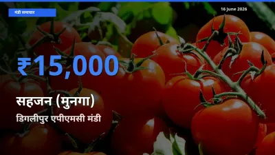 डिगलीपुर एपीएमसी मंडी में आज सहजन (मुनगा) के सबसे ऊँचे दाम दर्ज