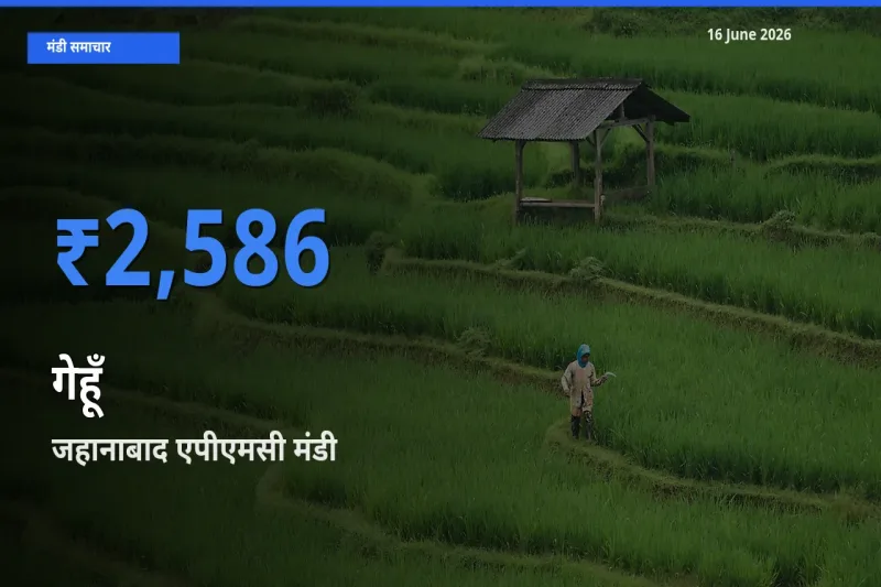 16 June अपडेट: गेहूँ के सबसे ऊँचे दाम जहानाबाद एपीएमसी मंडी में