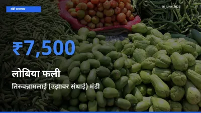 बाज़ार संकेत: तिरुवन्नामलाई (उझावर संधाई) बना लोबिया फली के लिए आज की टॉप मंडी