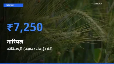 16 June अपडेट: नारियल के सबसे ऊँचे दाम कोविलपट्टी (उझावर संधाई) मंडी में