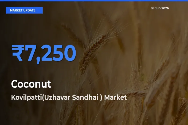 Farmers Prefer Kovilpatti(Uzhavar Sandhai ) as Coconut Hits Highest Rate