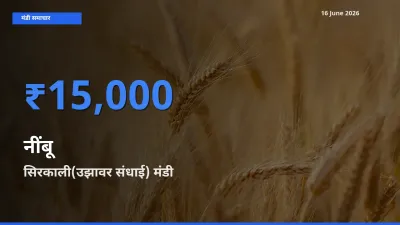 16 June अपडेट: नींबू के सबसे ऊँचे दाम सिरकाली(उझावर संधाई) मंडी में