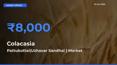 Pattukottai(Uzhavar Sandhai ) Emerges as Top Mandi for Colacasia Prices Today