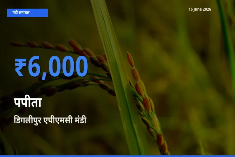 16 June अपडेट: पपीता के सबसे ऊँचे दाम डिगलीपुर एपीएमसी मंडी में