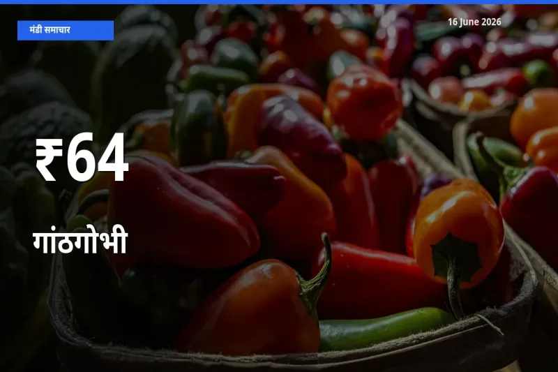गांठगोभी के दाम कई मंडियों में एक जैसे बदले, बाज़ार में बड़ा ट्रेंड साफ