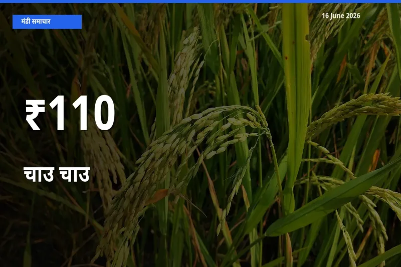 16 June अपडेट: चाउ चाउ के दाम कई मंडियों में एक जैसा रुझान