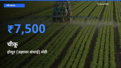 किसानों की पसंद बना होसुर (उझावर संधाई), चीकू के सबसे अच्छे दाम
