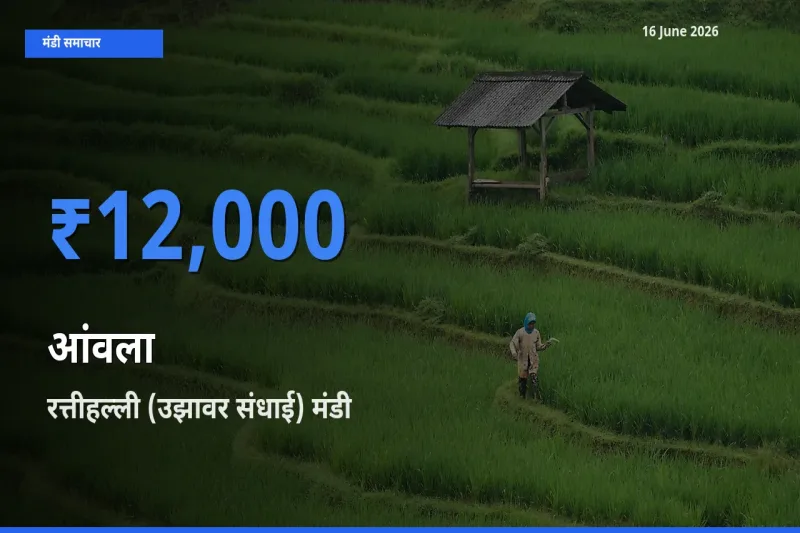 आज आंवला के सबसे ज़्यादा दाम रत्तीहल्ली (उझावर संधाई) मंडी में दर्ज