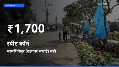 बाज़ार संकेत: स्वीट कॉर्न के भाव परमथिवेलूर (उझावर संधाई) में 30 दिन के निचले स्तर पर