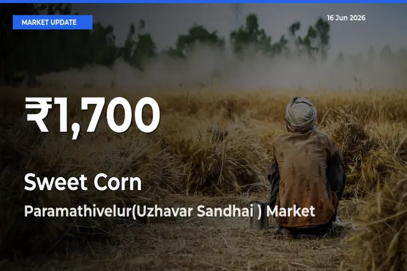 Farmers Concerned as Sweet Corn Hits 30-Day Low in Paramathivelur(Uzhavar Sandhai )