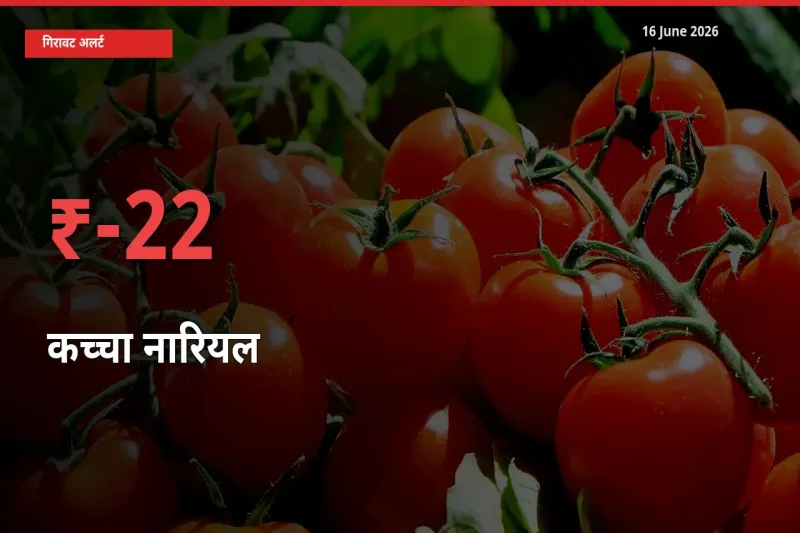 22.23% की गिरावट! मंडी में कच्चा नारियल के दाम अचानक टूटे