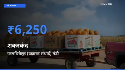 परमथिवेलूर (उझावर संधाई) मंडी में आज शकरकंद के सबसे ऊँचे दाम दर्ज