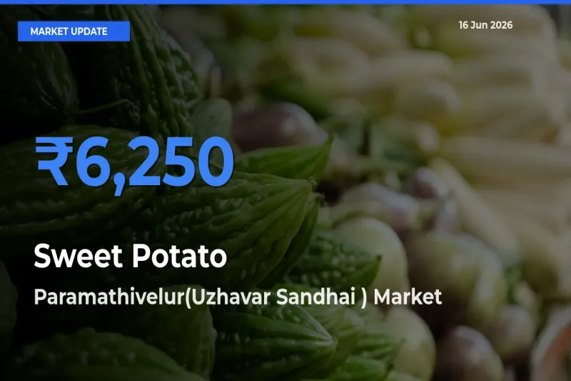 Sweet Potato Mandi Rate Today: Paramathivelur(Uzhavar Sandhai ) Tops the List